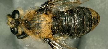 Media type: image;   Entomology 13479 Description: Specimen documentation photo of habitus dorsal viewfrom specimen MCZ:Ent:13479, captured on2025-05-14;  Aspect: habitus dorsal view